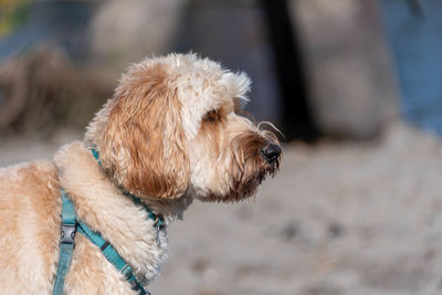 Close-up of dog looking away