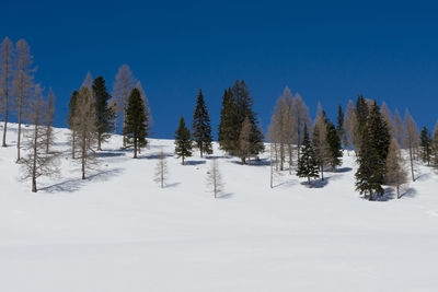 Trees on snow covered field against sky