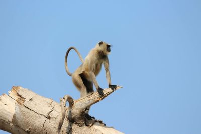 Low angle view of monkey sitting on wood against clear sky