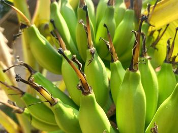 Young ironwood bananas. can make banana chips