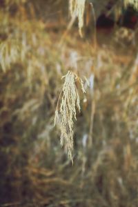 Close-up of wilted plant