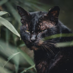 Close-up of a cat