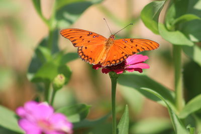 Close-up of butterfly pollinating on pink flower