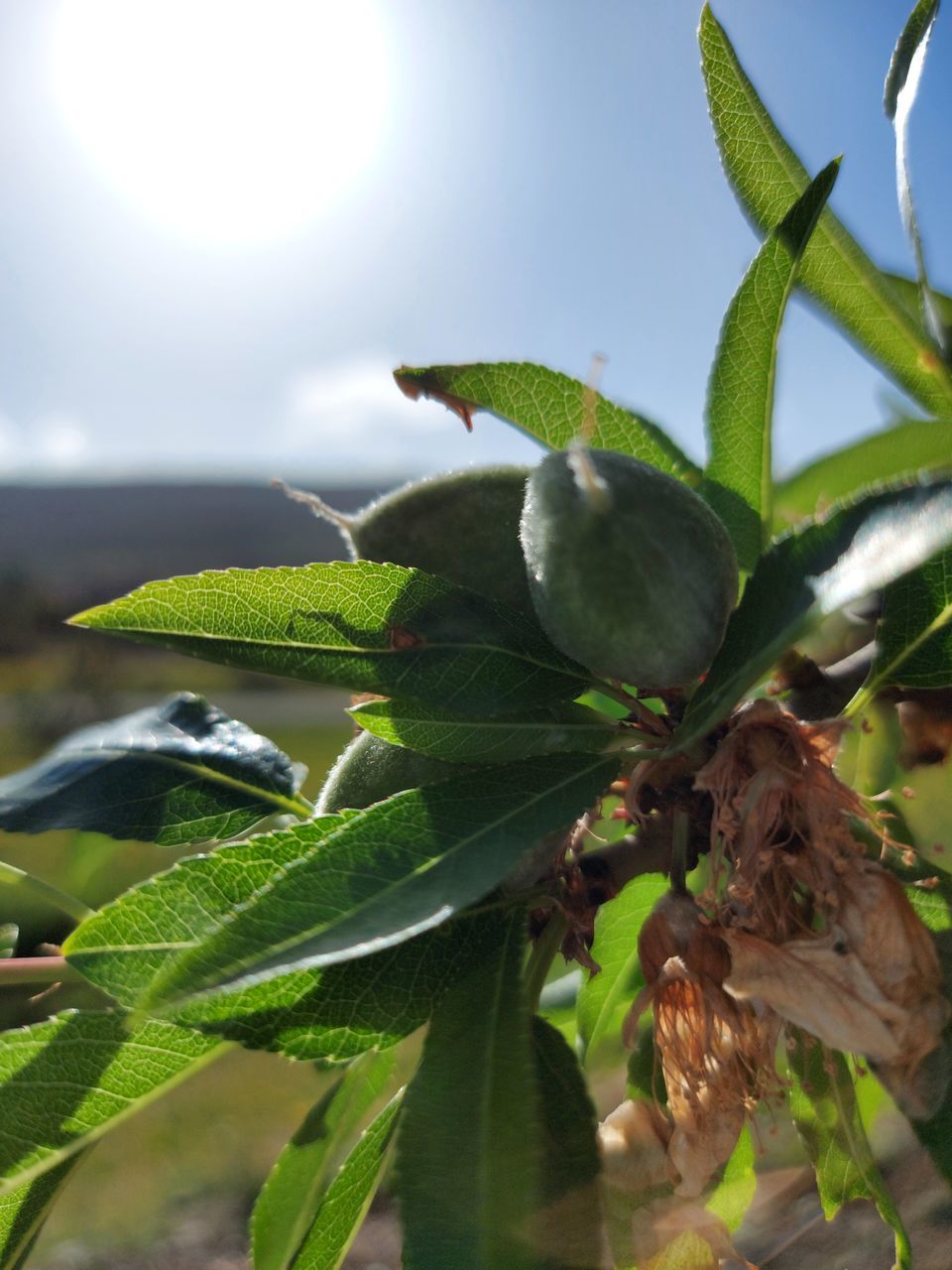 CLOSE-UP OF PLANT GROWING ON SUNNY DAY