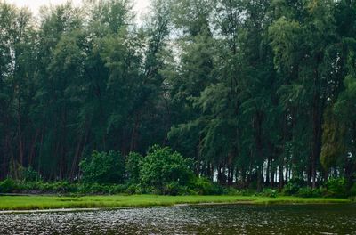 Scenic view of river amidst trees in forest