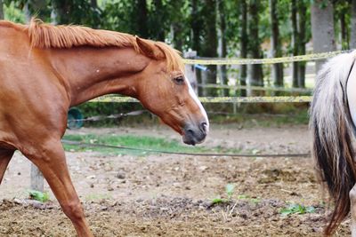 Horse in the field