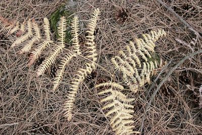 Full frame shot of succulent plant on field