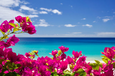 Close-up of bougainvillea blooming by sea against sky