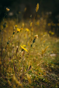 Close-up of flower on field