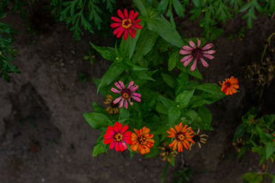 High angle view of flowering plant