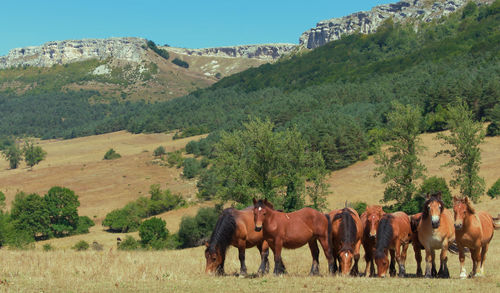 Horses in a field