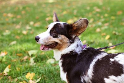 Pembroke welsh corgi 