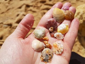 Close-up of hand holding shell