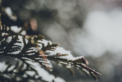 Close-up of plant during winter