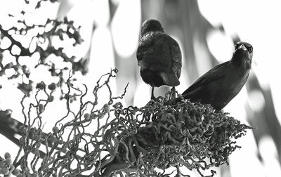 Low angle view of bird perching on branch against sky