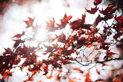 Close-up of maple tree against sky