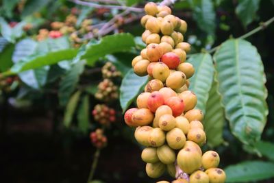 Close-up of berries growing on tree