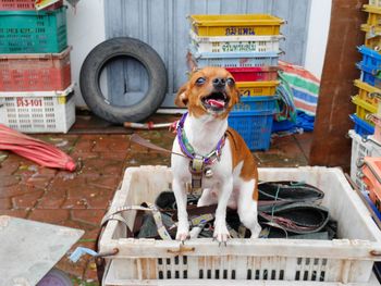 Portrait of dog sitting outdoors