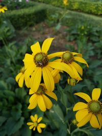 Close-up of yellow flowering plant