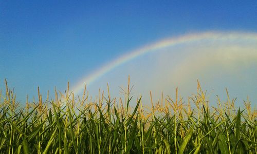 Scenic view of field against blue sky