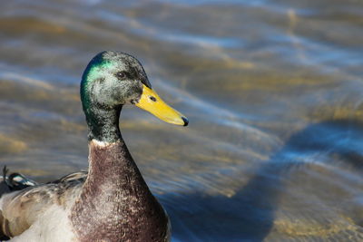 Close-up of duck swimming in lake