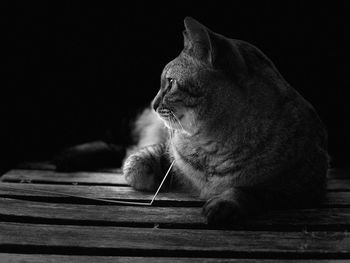 Close-up of a cat looking away