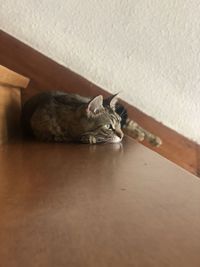 High angle view of cat sleeping on floor at home