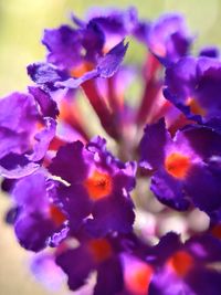 Macro shot of purple flowering plant