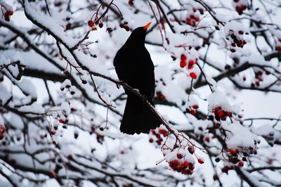 Bird perching on tree