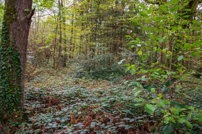 Trees in forest