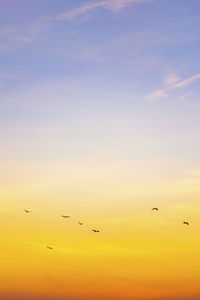 Birds flying in sky