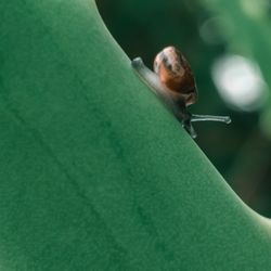 Close-up of insect