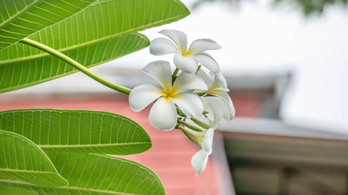 Close-up of frangipani blooming outdoors