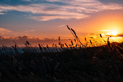 Plants growing on field against sky during sunset