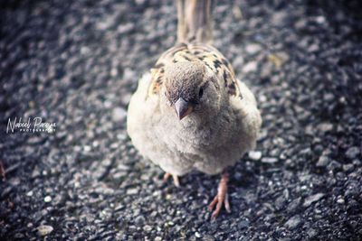 Close-up of bird