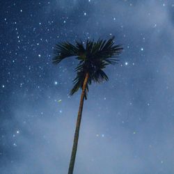 Low angle view of fireworks against sky at night