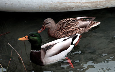 High angle view of duck swimming in water