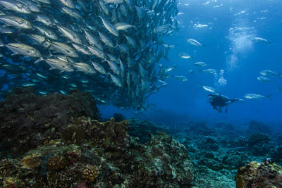 Underwater view of scuba diver swimming with fish in sea