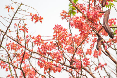 Low angle view of cherry tree