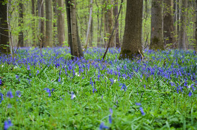 Purple flowering plants on field