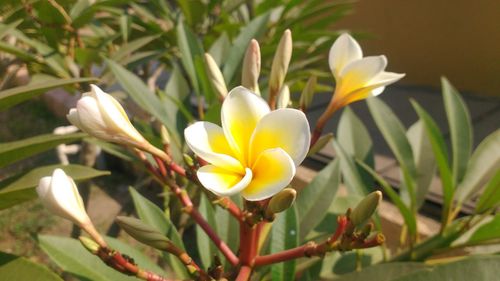 Close-up of crocus blooming outdoors