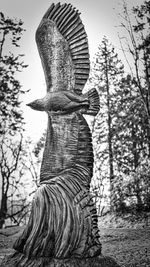 Close-up of tree against sky