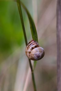 Close-up of snail on plant