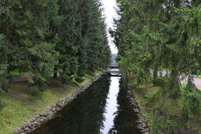 Footpath amidst trees in forest