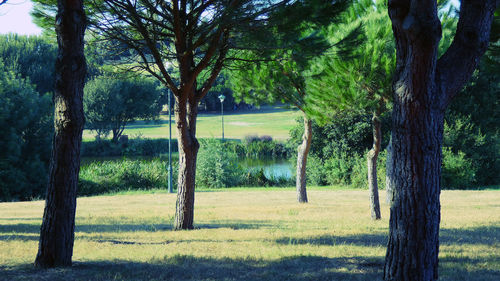 Trees on field