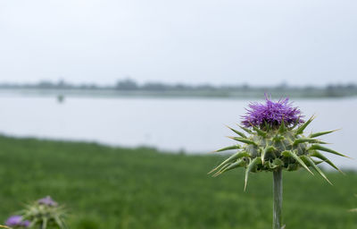 Close-up of purple flowering plant against lake