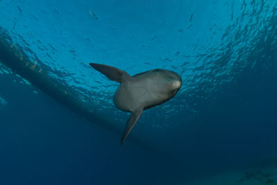 View of fish in sea