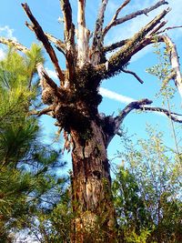 Low angle view of trees against sky