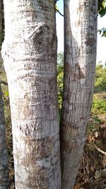 Close-up of tree trunk in forest