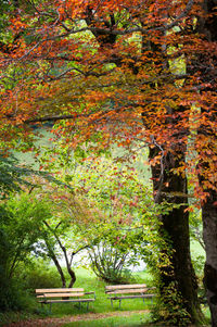 Trees in forest during autumn